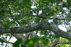 Megabyas flammulatus