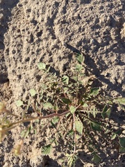 Chylismia claviformis