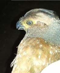Odontophorus stellatus