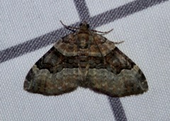 Xanthorhoe lacustrata