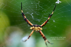 Argiope argentata