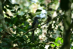 Horizocerus hartlaubi