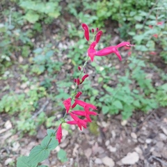 Salvia elegans