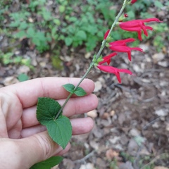 Salvia elegans