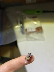 Copestylum fornax