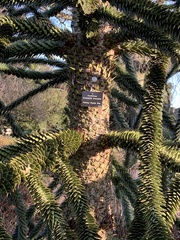 Araucaria araucana
