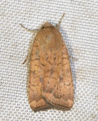 Noctua interjecta