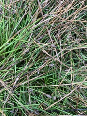 Eleocharis flavescens