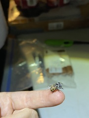 Copestylum fornax
