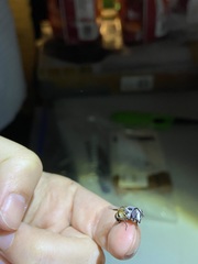 Copestylum fornax