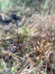 Xyris fimbriata