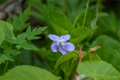 Viola acuminata