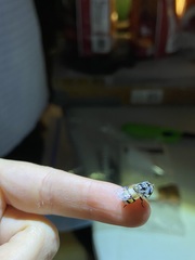Copestylum fornax