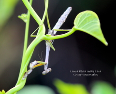 Phasmomantis sumichrasti