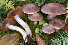 Cortinarius uxorum