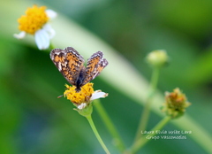 Phyciodes phaon phaon
