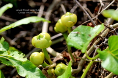 Ipomoea violacea