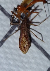 Rocconota annulicornis