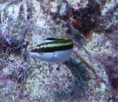 Halichoeres maculipinna