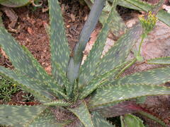 Aloe fosteri