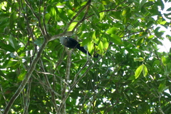 Ceuthmochares aereus