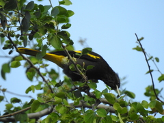 Cassiculus melanicterus