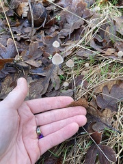 Mycena hudsoniana
