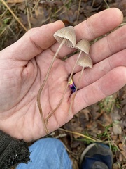 Mycena hudsoniana