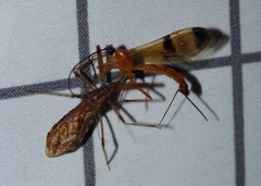 Rocconota annulicornis