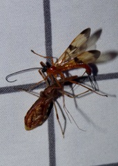 Rocconota annulicornis