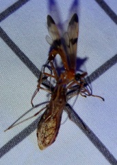 Rocconota annulicornis