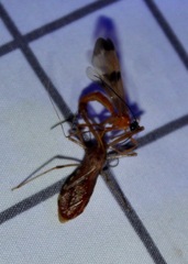 Rocconota annulicornis