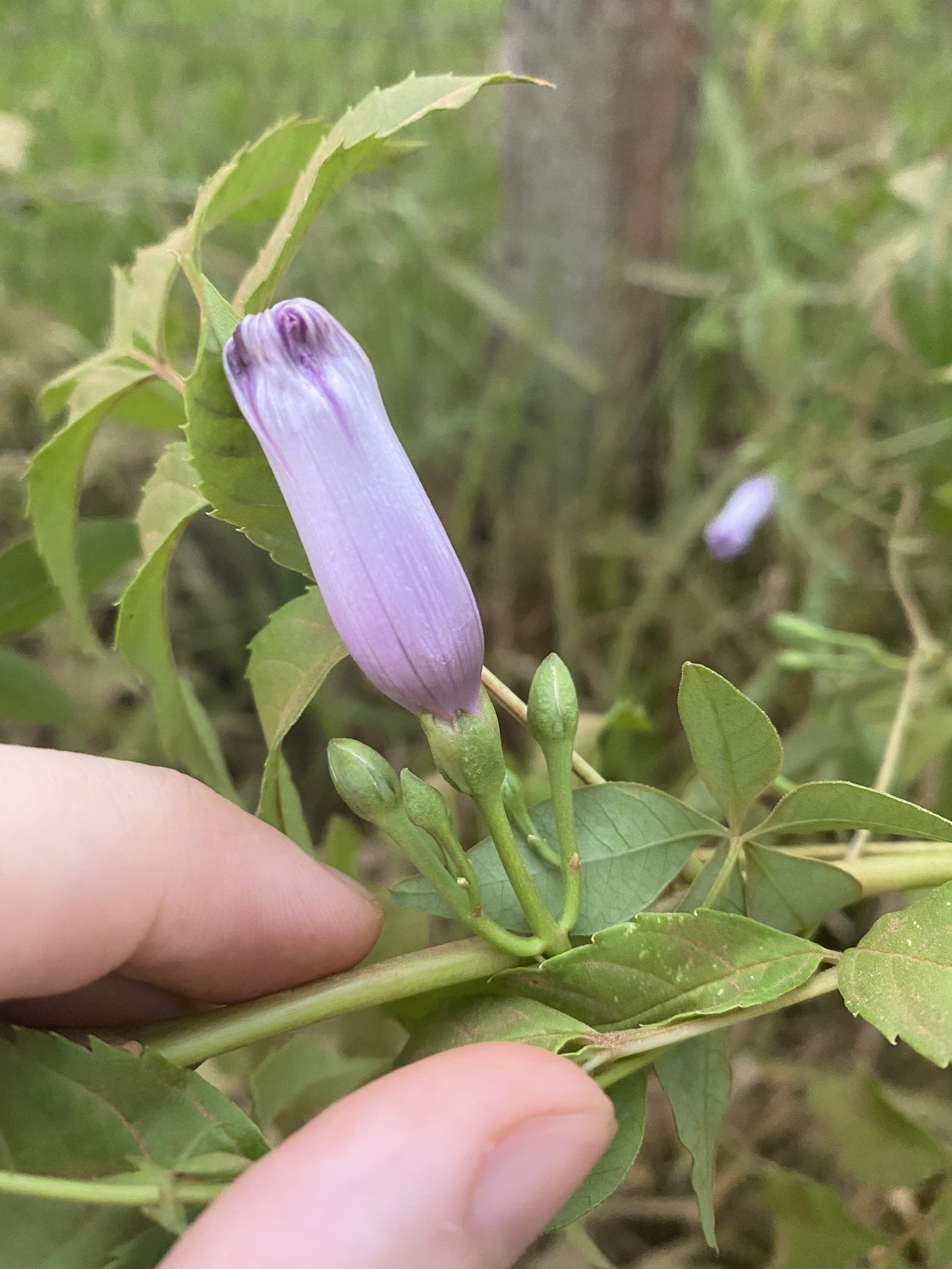Ipomoea cairica