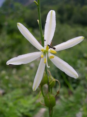 Anthericum liliago