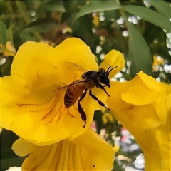 Apis mellifera