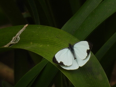 Leptophobia