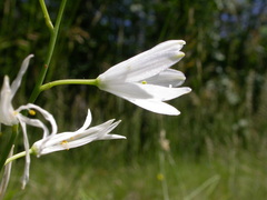 Anthericum liliago