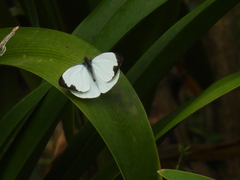 Leptophobia