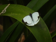 Leptophobia