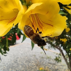 Apis mellifera