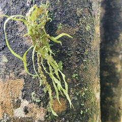Ramalina celastri