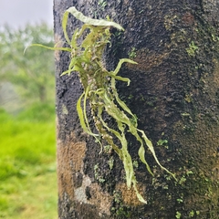 Ramalina celastri