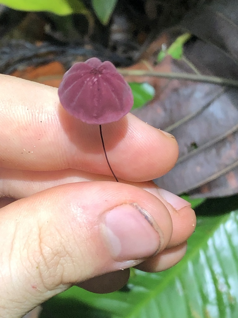 Marasmius haematocephalus · December 2019 · photo: © blazeclaw (iNaturalist, cc-by)