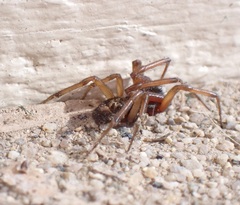Steatoda nobilis