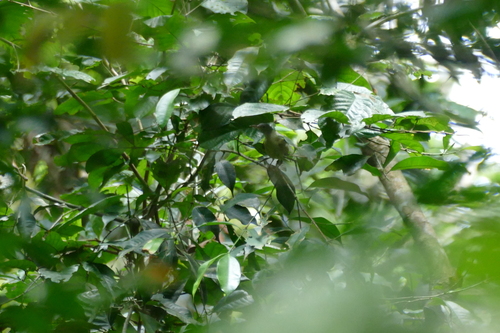 iNaturalist image
