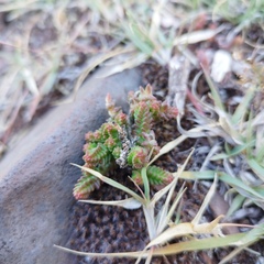 Sedum moranense