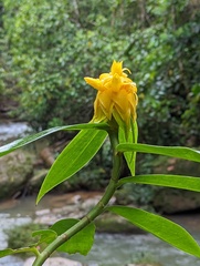 Costus comosus