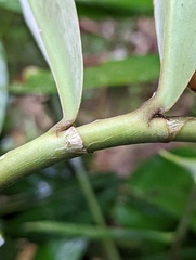 Costus comosus