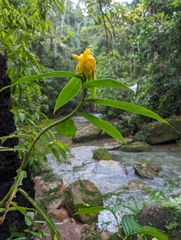 Costus comosus