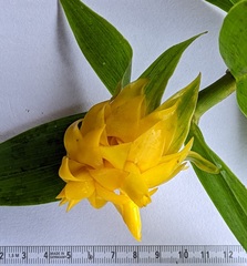 Costus comosus